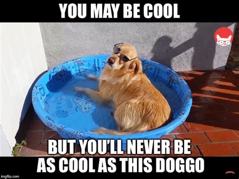 Cool Doggo Imgflip