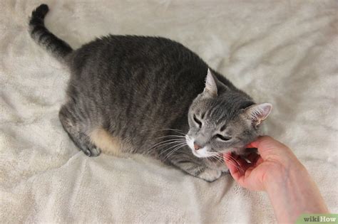 Here is my cat bob who has feline hyperesthesia. Cómo acariciar a los gatos en las partes correctas