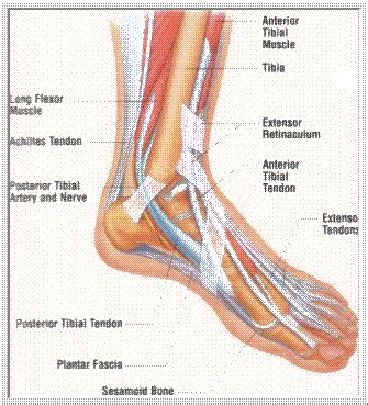Additionally, it's imperative to visit a physiotherapist. Normal ankle and foot anatomy