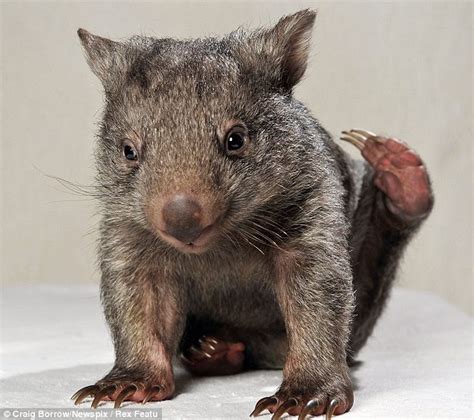 They are about 1 m (40 in) in length with small, stubby tails and weigh between 20 and 35 kg (44 and 77 lb). Search to find friend for orphaned baby wombat found in ...
