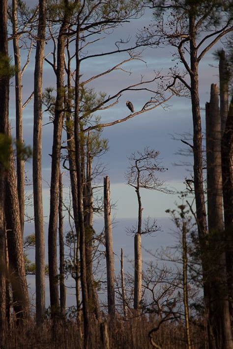 Great Blue Heron Pearched High In A Loblolly Pine Blackwater National