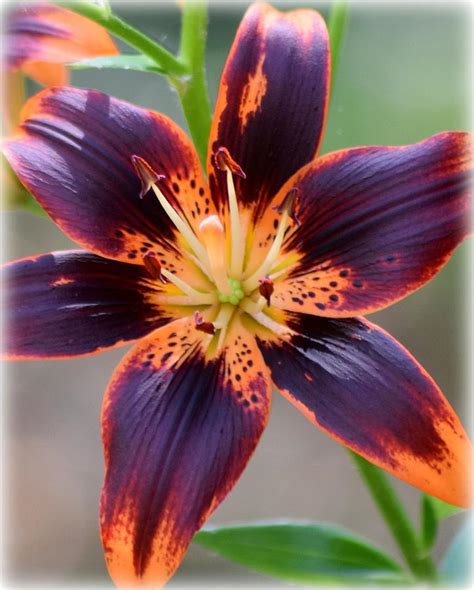 Black Orange Tiger Lily Photograph By Sheri Mcleroy Pixels