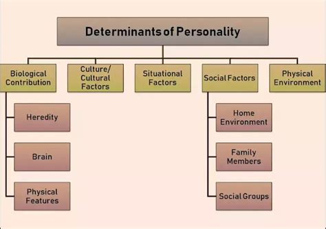 Meaning Nature Traits And Determinants Of Personality Dynamicstudyhub