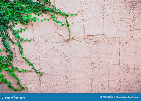 The Green Creeper Plant On A Brick Wall Stock Photo Image Of