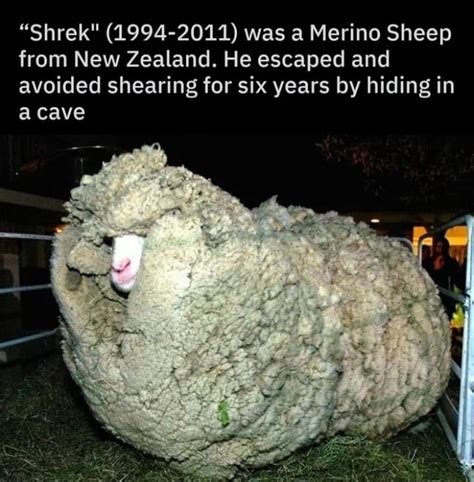 Shrek 1994 2011 Was A Merino Sheep From New Zealand He Escaped And Avoided Shearing For Six