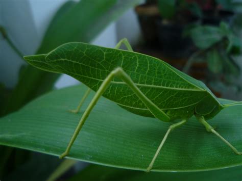 File:Leaf insect.jpg