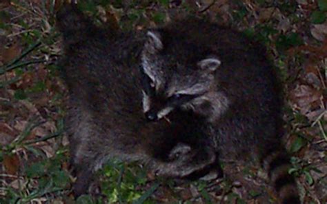 Do Raccoons Actually Hibernate