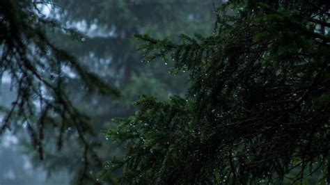 Rainy Evergreen Forest Wallpaper Backiee
