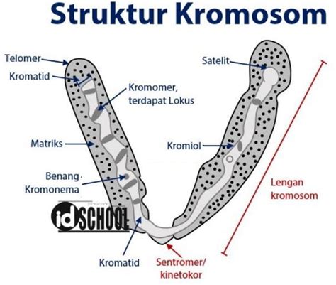 Struktur Kromosom Beserta Penjelasannya Haloedukasi Biologi Riset