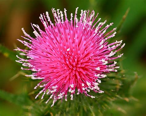 Pink Thistle Flower Such A Pretty Flower For A Common Weed Ljg
