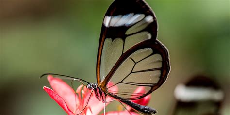7 Of The Weirdest Butterflies In The World Mr Plant Geek