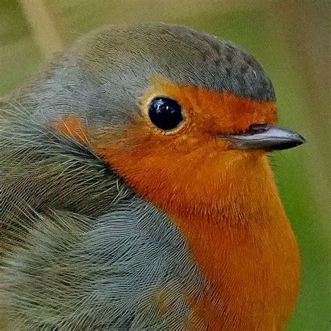 Sometimes these observations are amusing. Rotkehlchen Portrait Foto & Bild | tiere, wildlife, wild ...