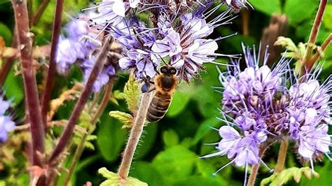 If you noticed any hive under or near the ground you should. Petition · Save Our Bees - Make Extermination Illegal In ...