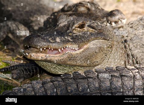 Mississippiensis Hi Res Stock Photography And Images Alamy