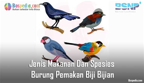 Jenis Makanan Dan Spesies Burung Pemakan Biji Bijian - Bospedia