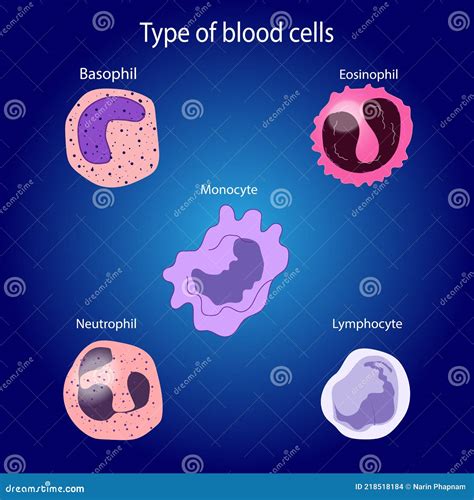 Typen Witte Bloedcellen Stock Illustratie Illustration Of Stromend