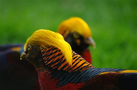 Colourful Birds Pentax User Photo Gallery