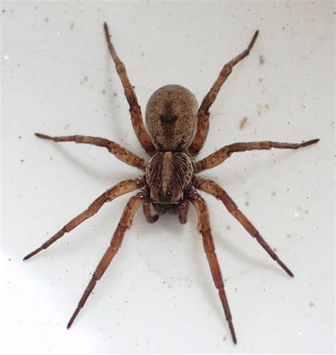Large Wolf Spiders A1 Exterminators