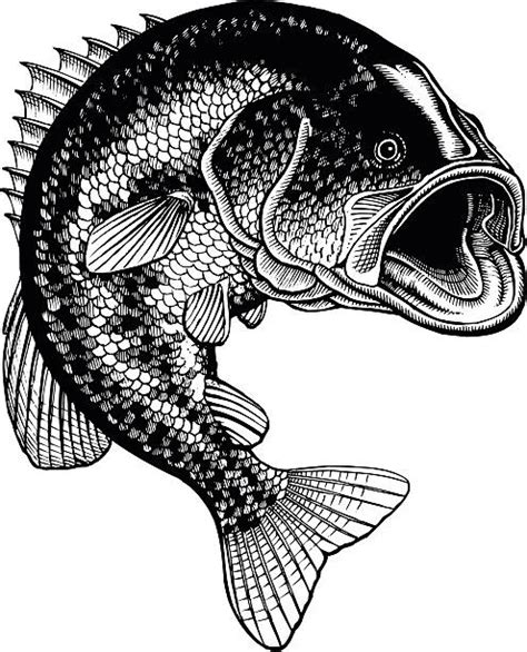 Largemouth Bass Jumping Pic Illustrations Royalty Free Vector Graphics