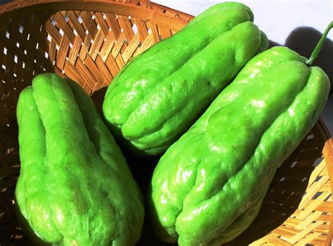 Sayur paku sayur bulu ?walpaper : Khas Banget! Begini Cara Membuat Sayur Lodeh Ala Tradisional