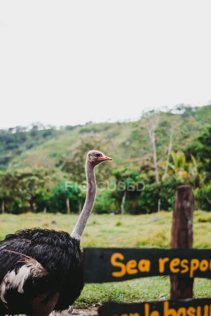 Peaceful Wild Big Ostrich In Zoo — Holiday Bird Stock Photo 357510022