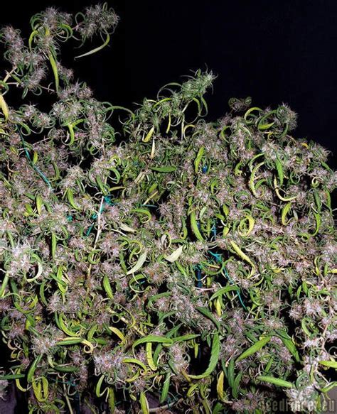 Purple Haze Ace Seeds Cannabis Strain Gallery
