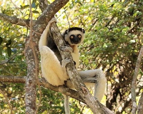2022 Madagascar Birding Tour Wildlife Lemur Tour In Madagascar