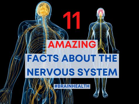 11 Amazing Facts About The Nervous System
