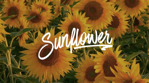 Sunflower 1920x1080 Wallpaper