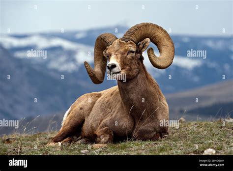Big Horn Sheep Ram Scenic Stock Photo Alamy
