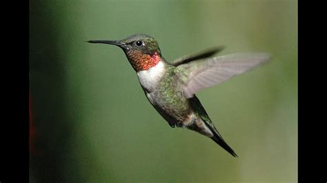 Any fat boys who want to be teased about their belly send me a message. Male Hummingbirds Are Dicks - YouTube