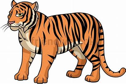 Tiger Cartoon Bengal Clipart Wild Vector Animals