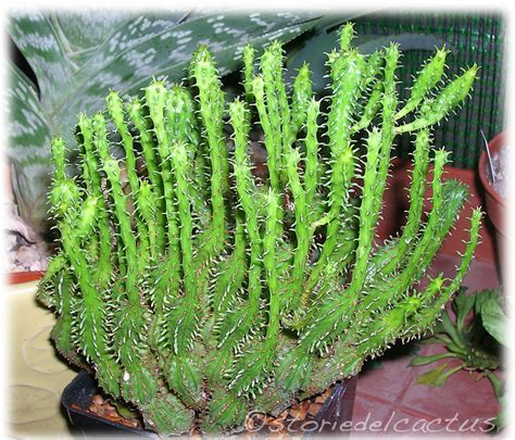 Il ciclamino (cyclamen spp.) è una pianta da esterno ideale per la. Storie del cactus: Piante grasse resistenti al freddo