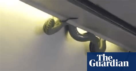 Snake On A Plane Reptile Panics Passengers On Mexico City Flight