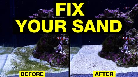 Top 10 Ways To Solve Dirty Saltwater Aquarium Sand Youtube