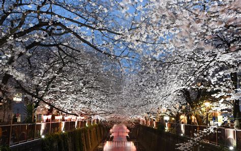 Nakameguro Cherry Blossoms Travel Japan Japan National Tourism