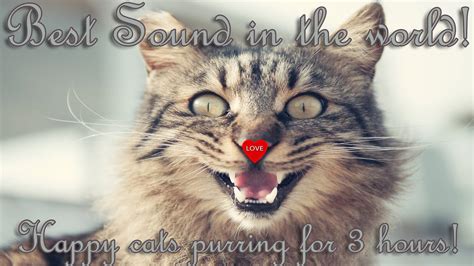 Cat purring sound sound effect details: Comforting Cat Purring Sounds For Relaxation and ...