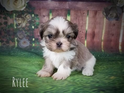 Santa rosa shih tzu puppy. Shih Tzu Female Puppy for Sale in Virginia - Rylee
