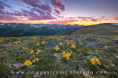 Sunflower Sunset In Rocky Mountain National Park 3 Photo San Juan