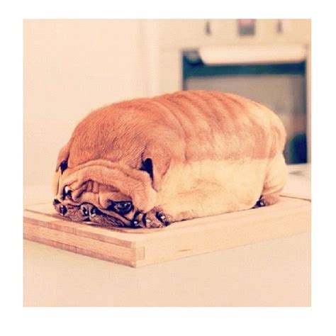 A Pug As A Loaf Of Bread Dog Bread Cute Funny Animals Cute Animals