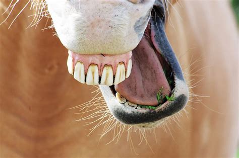 Horses Mouth Straight