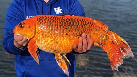 Giant Goldfish Possible 20 Pounder Stuns Fisherman Kiro 7 News Seattle