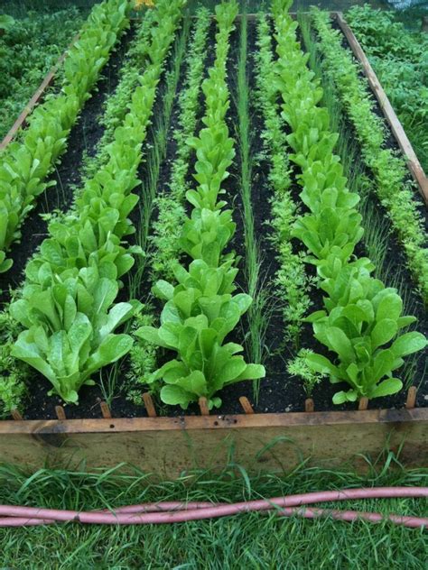 Den garten immer zur richtigen zeit mit der die wichtigsten tipps. Tipps wie Anfänger einen Gemüsegarten planen und anlegen ...