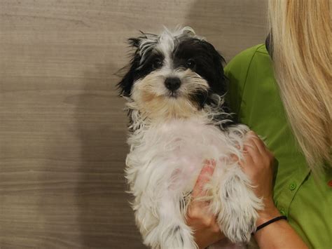 They seldom meet a stranger and love being with. Cavapoo-DOG-Male-Black & White-2822671-Petland Iowa City