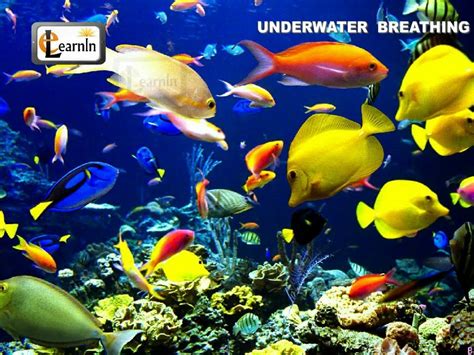 Underwater Breathing In Animals Elementary Science Youtube