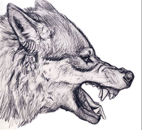 We did not find results for: Detailed angry wolf | Wolf drawing, Wolf head drawing, Wolf sketch