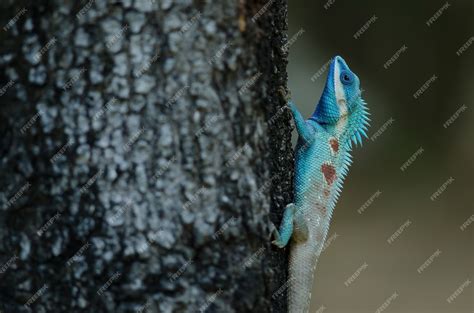 Premium Photo Blue Crested Lizard Or Indo Chinese Forest Lizard