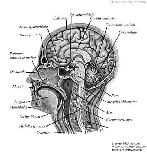 Brain Skull Anatomy