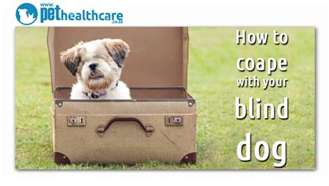 Tips For Coping With A Blind Dog Pet Health Care