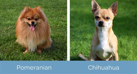 Pomeranian Vs Chihuahua Whats The Difference With Pictures Hepper